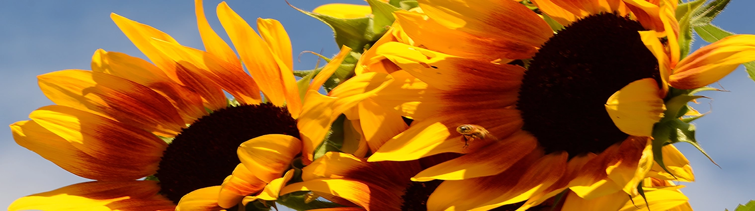 How Does Electronic Home Confinement Work in Clark County Wa: Essential Guide