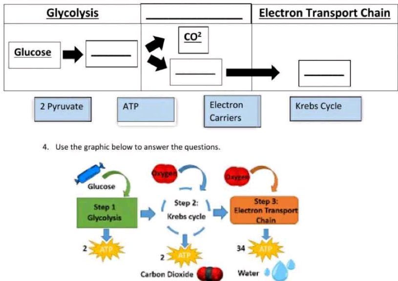 How Does the Electron Transport Chain Consume CO2: Unveiling the Mystery