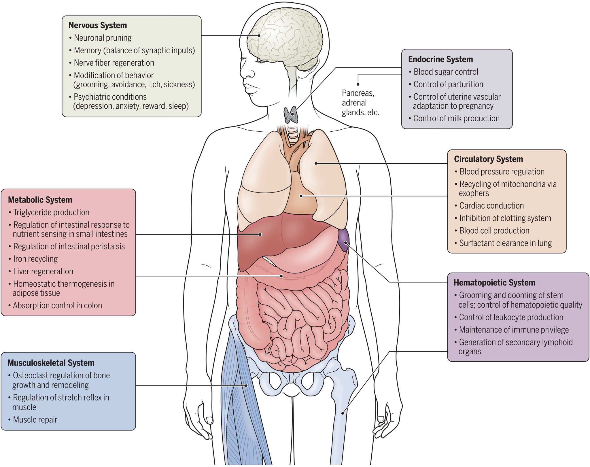 What is Immune System Maintenance: Essential Tips for Vitality
