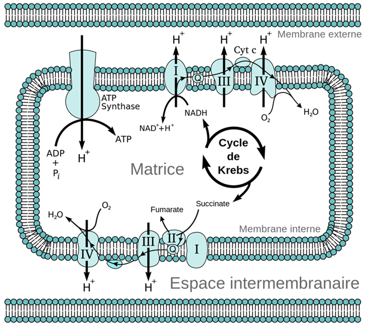 Where is Oxygen Consumes in the Electron Transport Chain: Key Insight
