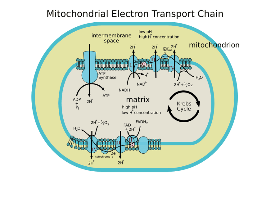 Which Components Comprise the Electron Transport Chain: Key Elements Explained