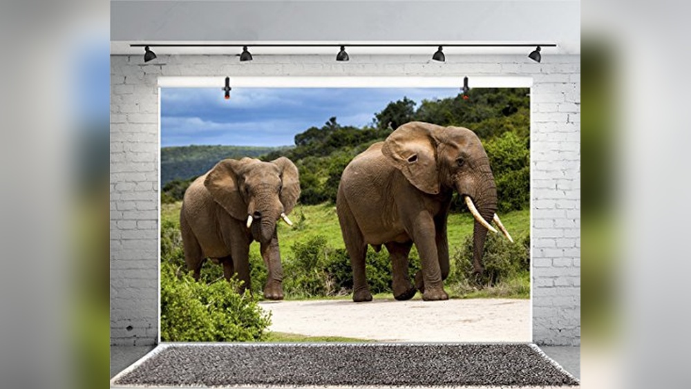 Best Electronic Shopping in Bangkok: Top Gear for Photography Backdrops